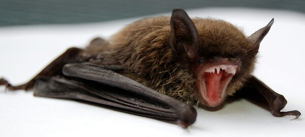 Vmpie bat, mouth open showing teeth, red tongue, head on right.