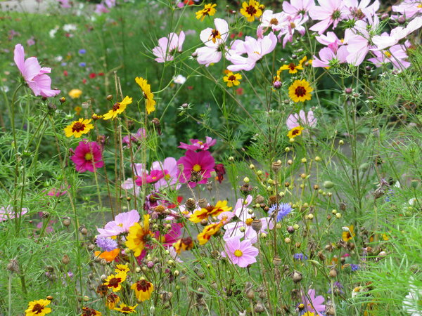 Photo (c) J. G. Betts Wildflower meadow