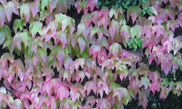 Pale blueish autumn leaves on wall