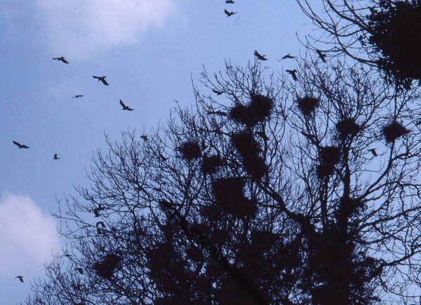 Photo (c) J. G. Betts.. Cotswold rookery. CNests in Cotswod rookery with rooks flying roundnd