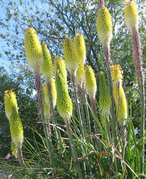 Tall yellow kniphofias in bloom
