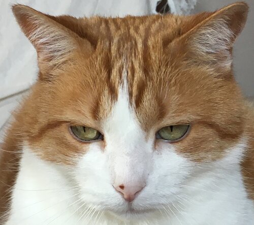 Photo (c) Ana Hijosa Sanchez Ginger and white cat's head facing camera