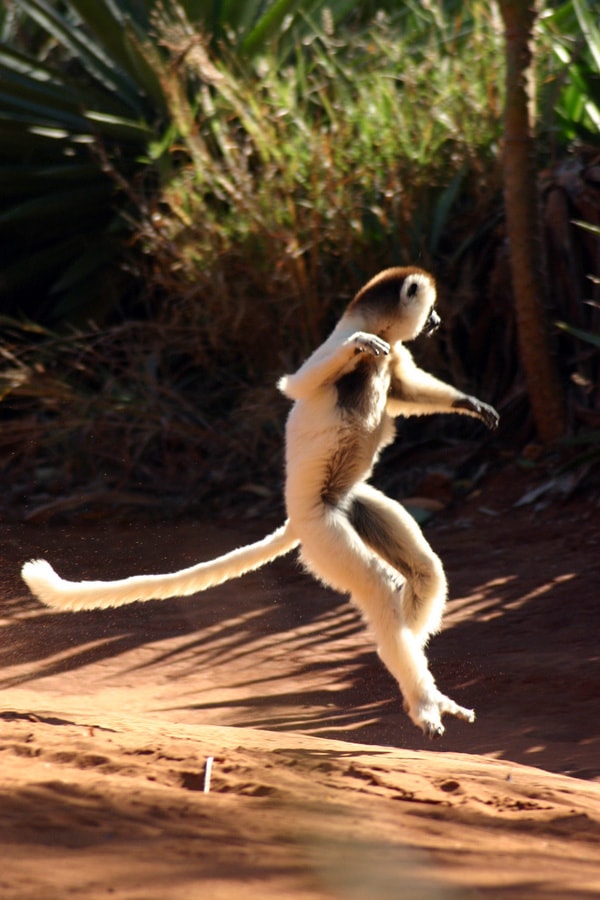 A lemur (Verreaux's Sifaka) 'dancing'.