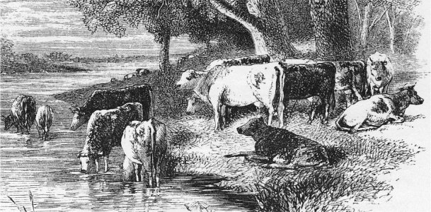 Steel-engraving. Birket Foster 1858 Cows by stream. Steel-engraving 1858