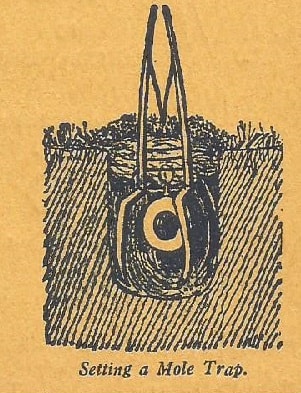 Diagram of mole trap