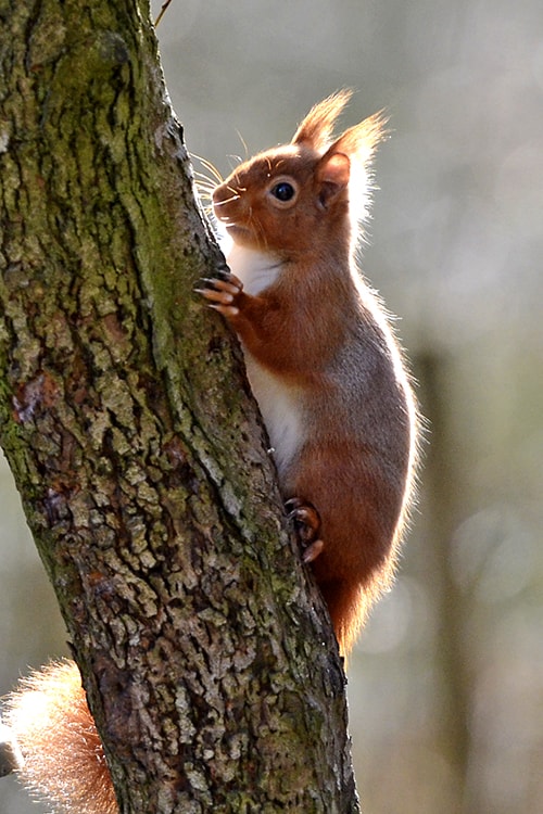 Red squirrel on tree trunk
