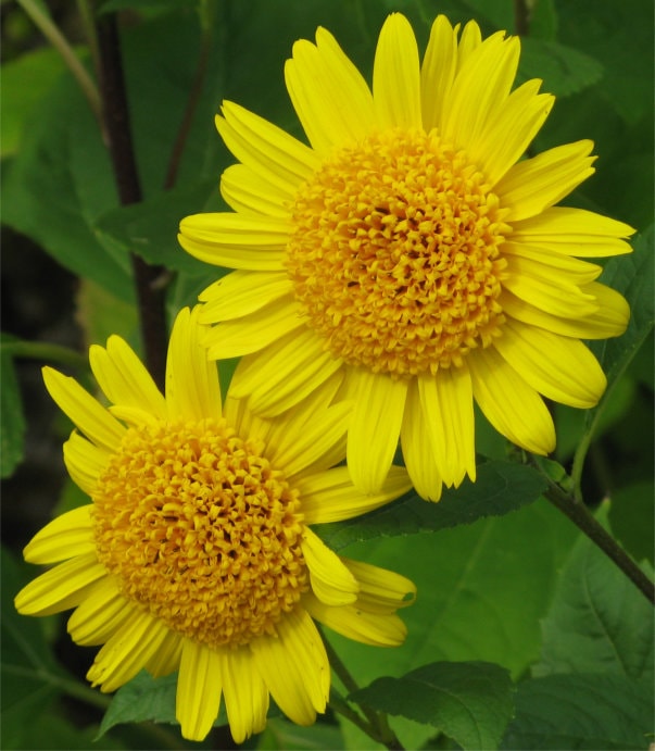 Two sunflower heads