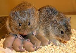 Pair of voles with five young