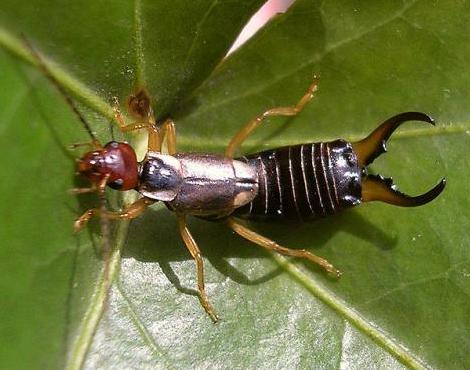 Earwig on leaf
