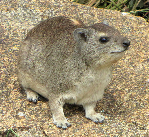 Yellow-Spotted  Rock Hyrax