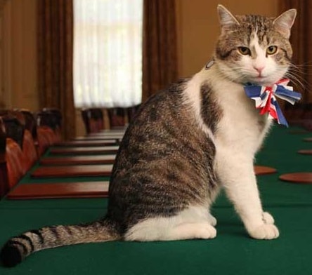 Cat with bow-tie on table