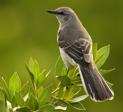 Mockingbird perched on bush